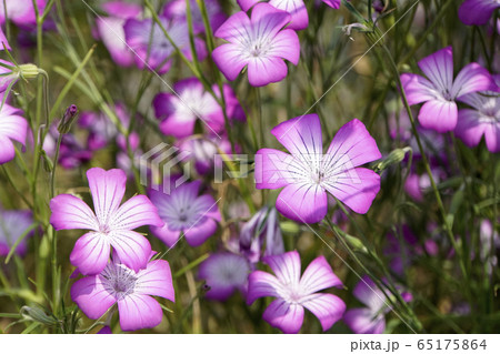 アグロステンマの花 65175864