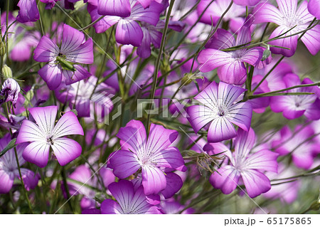 ムギナデシコの花 65175865