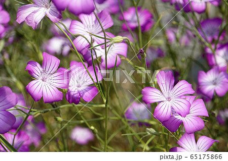 アグロステンマの花 65175866