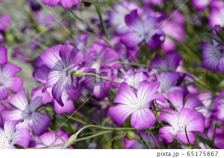 ムギナデシコの花 65175867