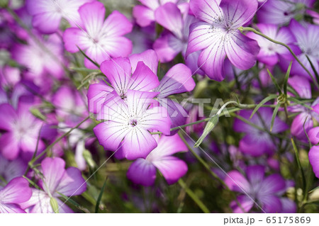 ムギナデシコの花 65175869