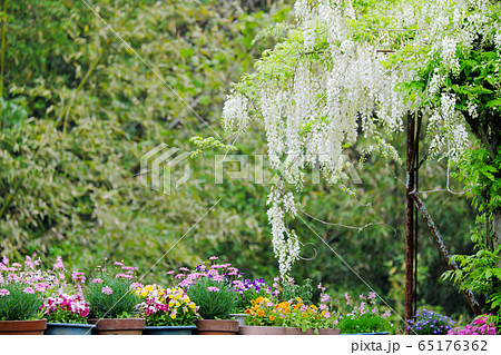 白色のフジの花 白色のフジの花 65176362