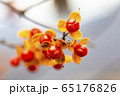 毒草 春の花 徳沼 65176826