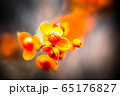毒草 春の花 徳沼 65176827