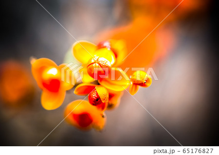 毒草 春の花 徳沼 65176827