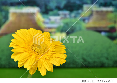 古里の花 65177011