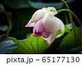 蓮 花びら ピンク 65177130