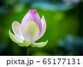蓮 花びら ピンク 65177131