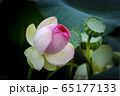 蓮 花びら ピンク 65177133