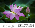 蓮 花びら ピンク 65177134