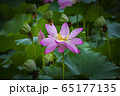 セミウォン ヅムルモリ 朝 65177135
