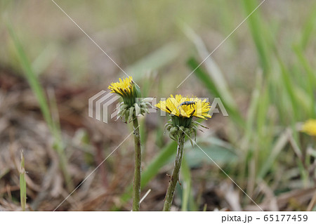 咲き終わったタンポポの花と小さな虫の写真素材 [65177459] - PIXTA