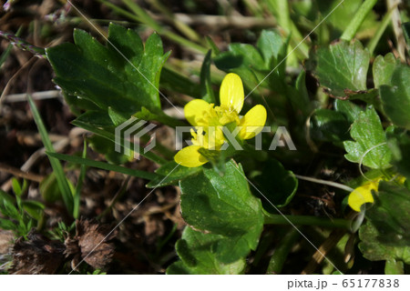 ウマノアシガタ　花1輪 65177838