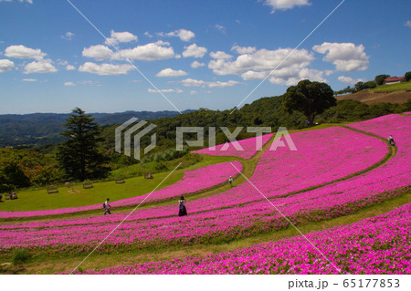 青空と満開の春のつつじの花とつつじ畑の風景写真|日本 青空と満開の春のつつじの花とつつじ畑の風景写真|日本 65177853