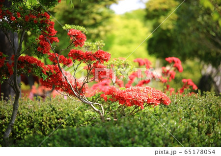 春 花 空 65178054