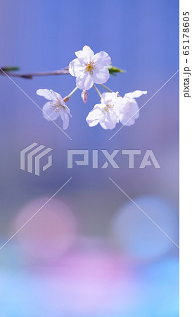ミッキー桜 ミッキー桜 65178605