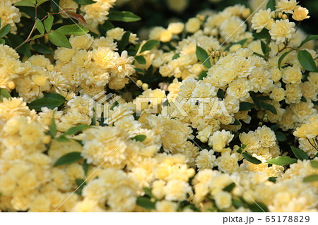 モッコウバラ モッコウバラ 65178829