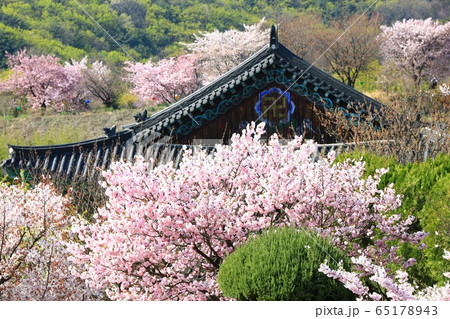 春 花 自然 65178943