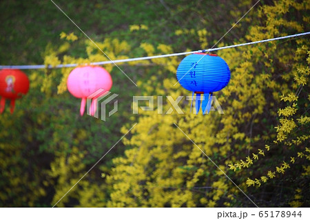 春 花 自然 65178944