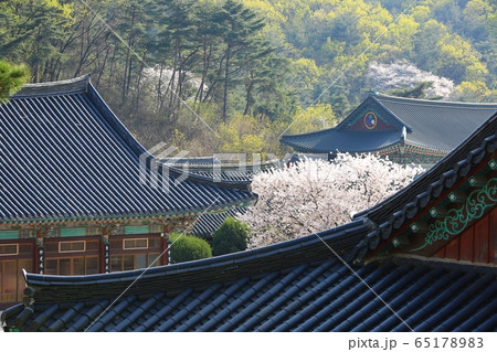 春 花 自然 65178983