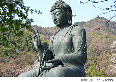 春 花 自然 65178999