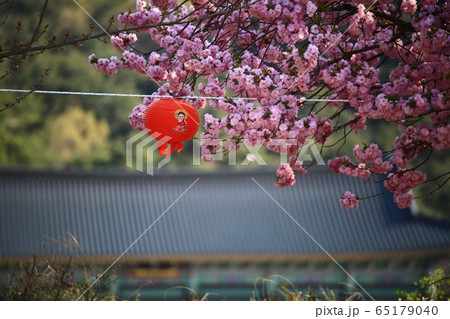 春 花 自然 65179040