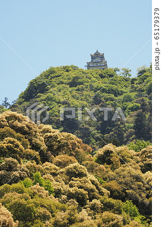 ツブラジイの咲く金華山と岐阜城 65179379