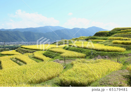 信州 姨捨の棚田 信州 姨捨の棚田 65179481