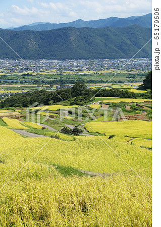 信州 姨捨の棚田 信州 姨捨の棚田 65179606