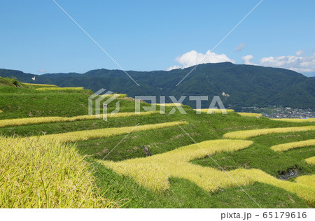 信州 姨捨の棚田 信州 姨捨の棚田 65179616