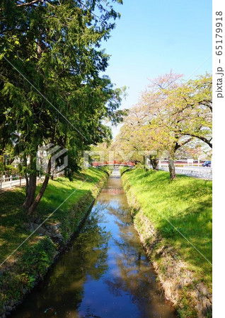 瀧宮神社　唐沢川　やすくに橋　桜　深谷総鎮守瀧宮神社　埼玉　深谷 65179918