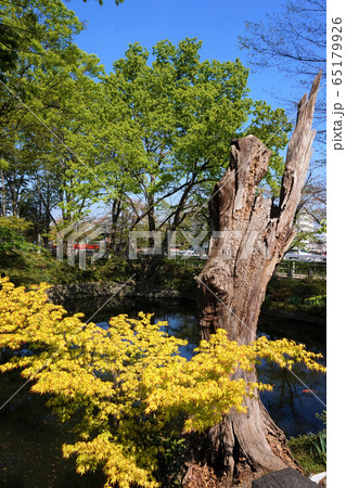 瀧宮神社 明神池 枯れ木 古木 深谷総鎮守瀧宮神社 埼玉 深谷 瀧宮神社 明神池 枯れ木 古木 深谷総鎮守瀧宮神社 埼玉 深谷 65179926