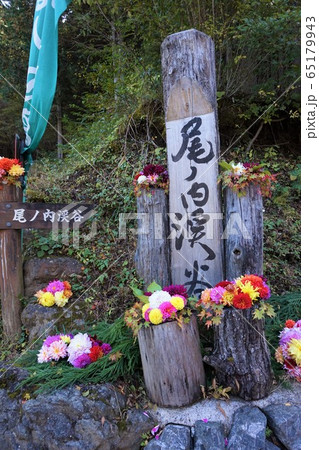 尾ノ内渓谷 ダリア 尾ノ内花の吊り橋 埼玉 秩父 の写真素材