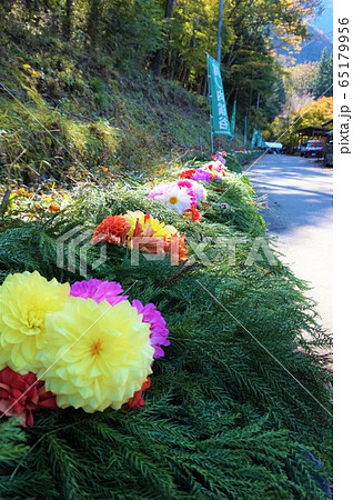 尾ノ内渓谷 ダリア 尾ノ内花の吊り橋 埼玉 秩父 の写真素材