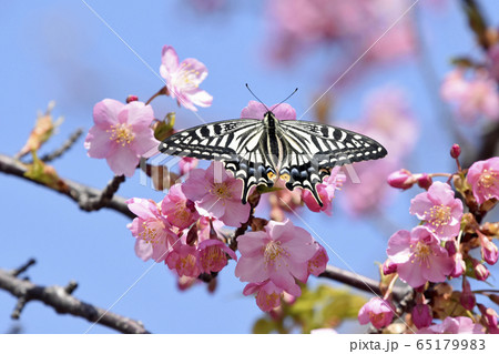 河津桜にナミアゲハ 春イメージ 河津桜にナミアゲハ 春イメージ 65179983