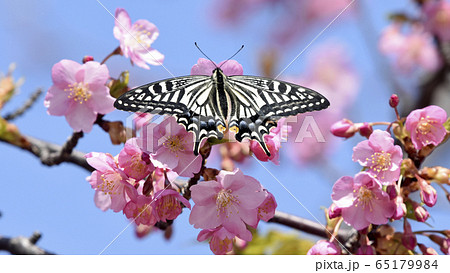 河津桜にナミアゲハ　春イメージ　16:9 65179984