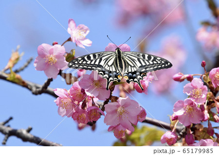河津桜にナミアゲハ　春イメージ 65179985