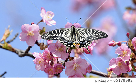 満開の河津桜に蝶が止まりハート形の花びらに　春イメージ　16:9 65179995