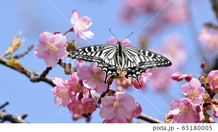 満開の河津桜に蝶が止まりハート形の花びらに　春イメージ　16:9 65180005