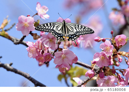 満開の河津桜に蝶が止まりハート形の花びらに　春イメージ 65180008