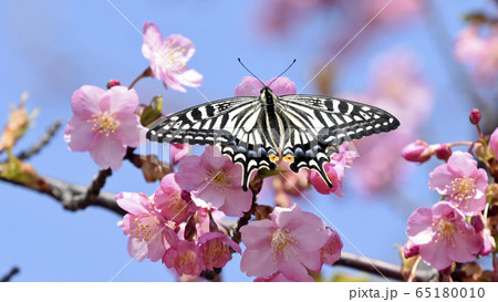 満開の河津桜に蝶が止まりハート形の花びらに　春イメージ　16:9 65180010