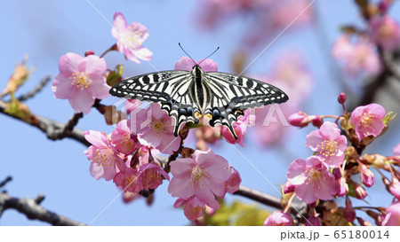 満開の河津桜に蝶が止まりハート形の花びらに　春イメージ　16:9 65180014