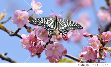 満開の河津桜に蝶が止まりハート形の花びらに　春イメージ　16:9 65180027