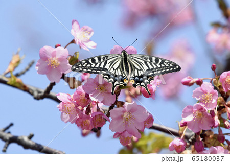 河津桜にナミアゲハ　春イメージ 65180037