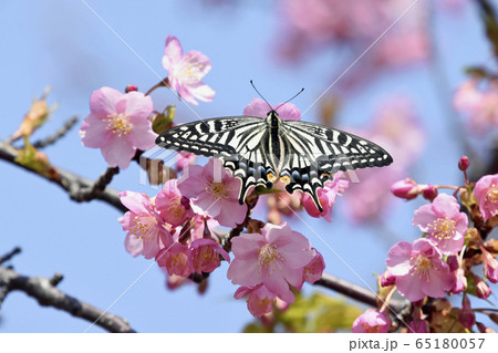 満開の河津桜に蝶が止まりハート形の花びらに　春イメージ 65180057