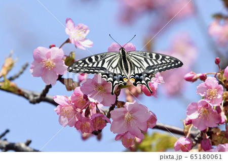 満開の河津桜に蝶が止まりハート形の花びらに　春イメージ 65180061