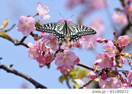 河津桜にナミアゲハ 65180072