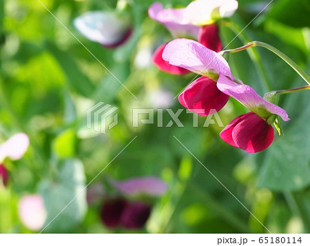 エンドウ豆の栽培 花の写真素材