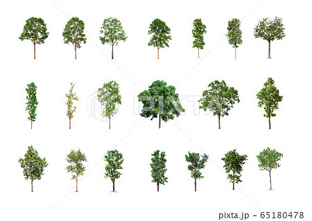 Collection of Isolated Trees on white background, A beautiful trees from Thailand, Suitable for use in architectural design, Decoration work, Used with natural articles both on print and website. 65180478