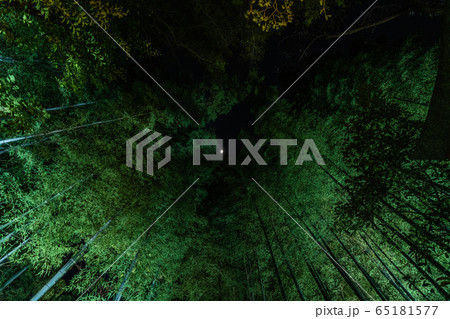 竹林と月夜 65181577